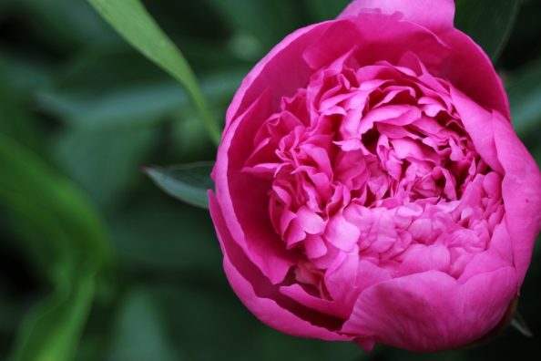 peony-476535_960_720 Pfingsterose
